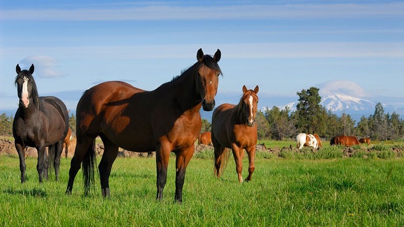 Horses (Gaertner/Alamy Stock Photo)
