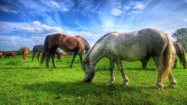 Horses (incamerastock/Alamy Stock Photo)