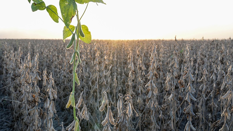 Soybean field, drought