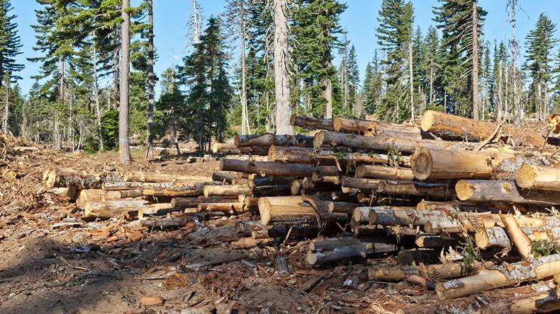 Logging in Washington state